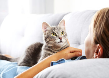 5 faits sur la cognition du chat | Animauxinfo