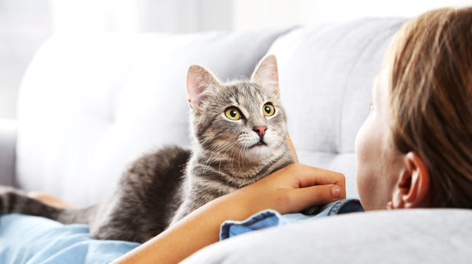 5 faits sur la cognition du chat | Animauxinfo