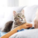 5 faits sur la cognition du chat | Animauxinfo