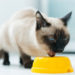 5 façons de savoir que votre nourriture pour chat vaut de l’argent
