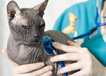 5 maladies courantes du chat affectées par la nutrition