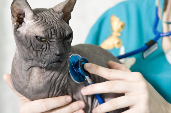 5 maladies courantes du chat affectées par la nutrition