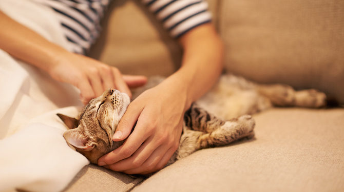 6 façons Surefire de créer des liens avec votre chat