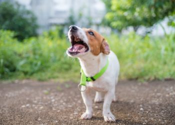 7 raisons pour lesquelles les chiens aboient