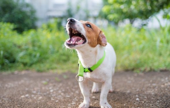 7 raisons pour lesquelles les chiens aboient
