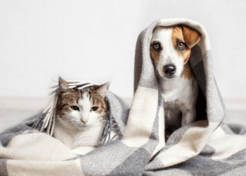 7 remèdes maison aux problèmes courants des animaux de compagnie