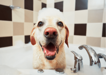 9 conseils simples pour laver les chiens