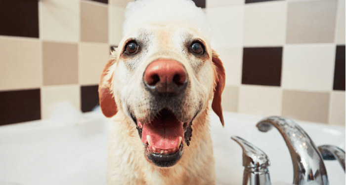 9 conseils simples pour laver les chiens