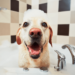 9 conseils simples pour laver les chiens