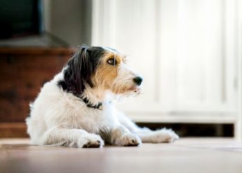 9 raisons pour lesquelles votre chien perd du poids