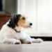 9 raisons pour lesquelles votre chien perd du poids
