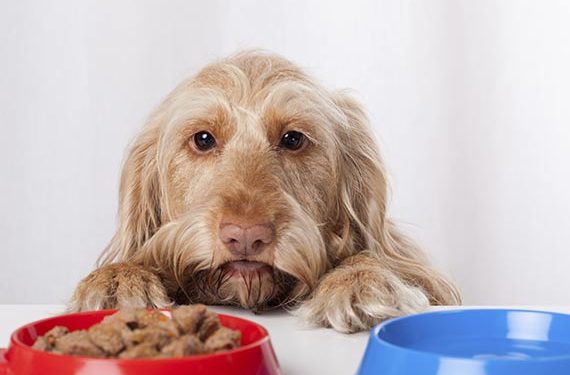 Aliments pour chiens qui sont bons pour traiter les maladies chez les chiens