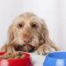 Aliments pour chiens qui sont bons pour traiter les maladies chez les chiens
