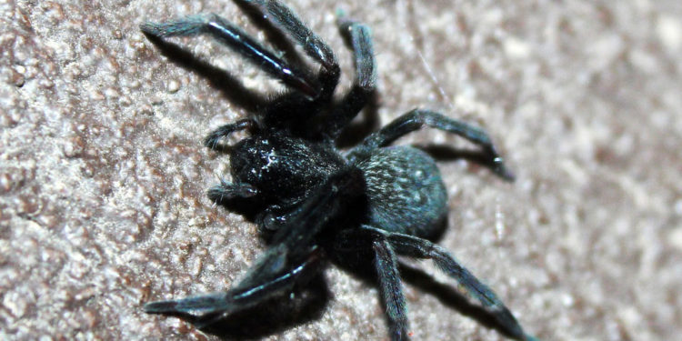 Araignée de maison noire – Faits, informations sur le venin et l’habitat