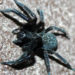 Araignée de maison noire – Faits, informations sur le venin et l’habitat