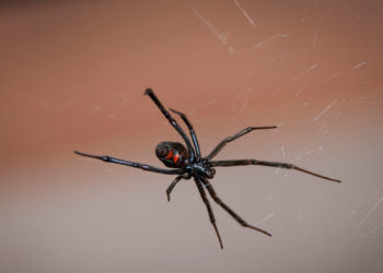 Araignée veuve noire – Faits, piqûres et informations sur l’habitat