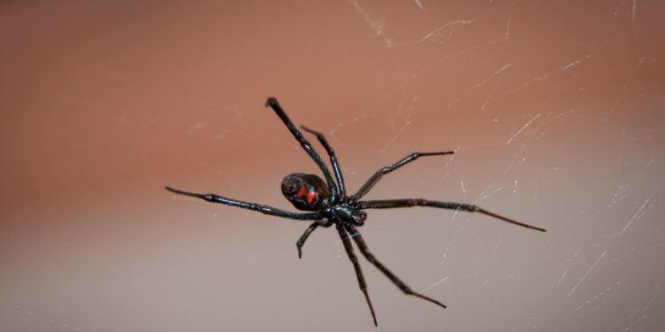 Araignée veuve noire – Faits, piqûres et informations sur l’habitat