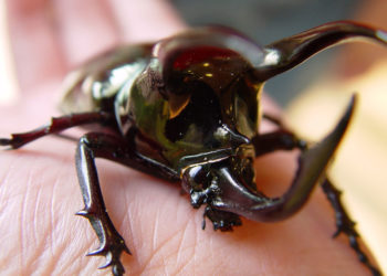 Atlas Beetle – Faits, informations et photos