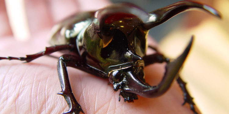 Atlas Beetle – Faits, informations et photos