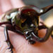 Atlas Beetle – Faits, informations et photos