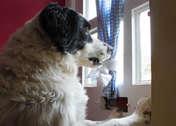 Auto Ship Dog Food – Pourquoi ne pas l’essayer?