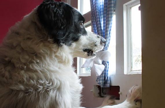 Auto Ship Dog Food – Pourquoi ne pas l’essayer?