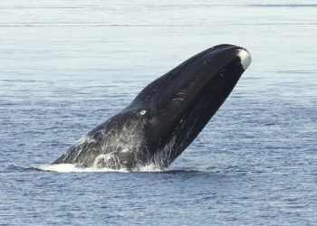 Baleine boréale – Faits, régime alimentaire et renseignements sur l’habitat