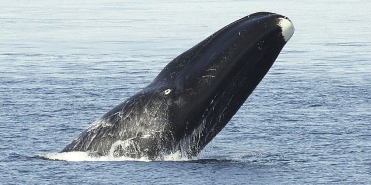 Baleine boréale – Faits, régime alimentaire et renseignements sur l’habitat