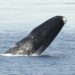 Baleine boréale – Faits, régime alimentaire et renseignements sur l’habitat