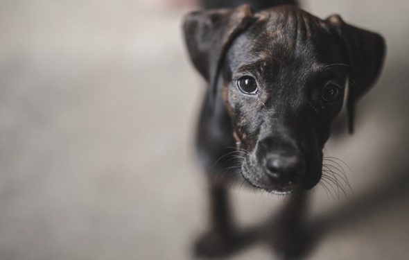 Benadryl fonctionne-t-il pour l’anxiété des chiens?