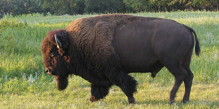 Bison