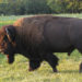 Bison