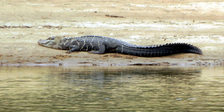 Caïman noir – Faits, régime alimentaire et renseignements sur l’habitat