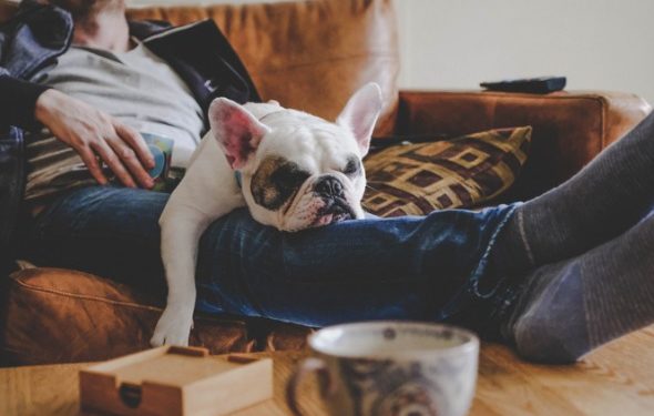 Combien les chiens dorment-ils?