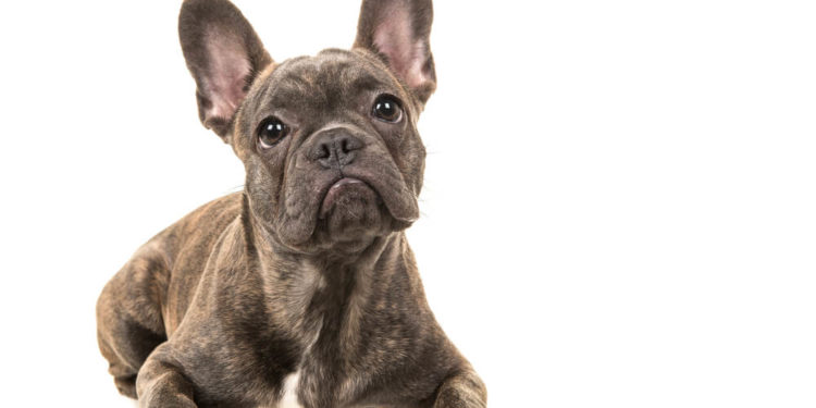 Combien mon chien comprend-il?