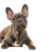 Combien mon chien comprend-il?