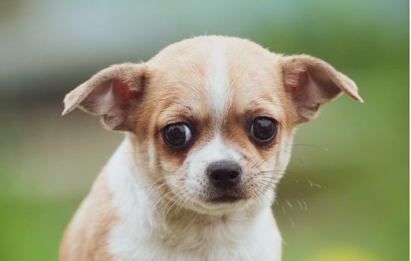 Comment choisir la meilleure nourriture pour l’estomac sensible de votre chien