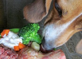 Comment comparer les profils nutritionnels des aliments pour animaux de compagnie de votre chien