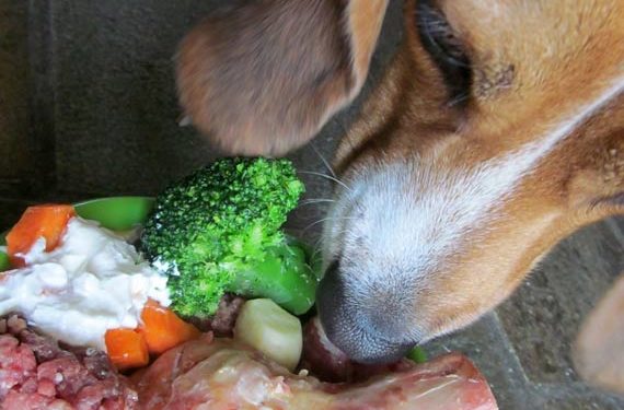 Comment comparer les profils nutritionnels des aliments pour animaux de compagnie de votre chien