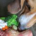 Comment comparer les profils nutritionnels des aliments pour animaux de compagnie de votre chien