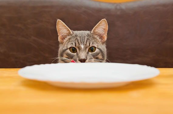 Comment le sel affecte-t-il la santé des chats âgés?