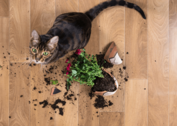 Comment résoudre les problèmes de comportement des pires chats