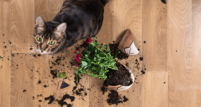 Comment résoudre les problèmes de comportement des pires chats