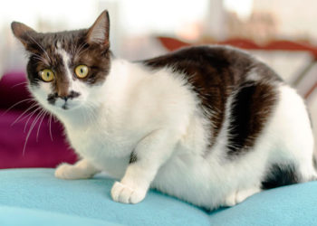 Comment savoir si vous nourrissez trop votre chat?