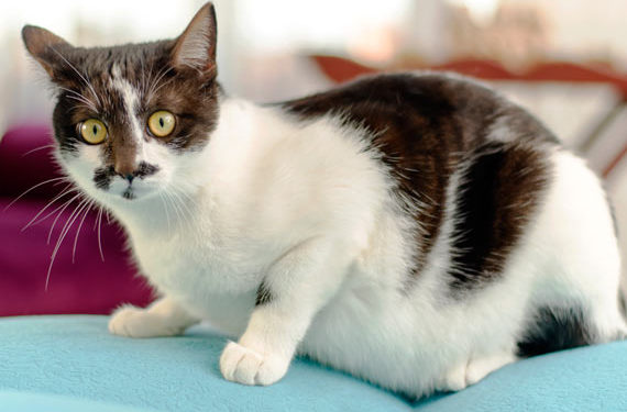 Comment savoir si vous nourrissez trop votre chat?