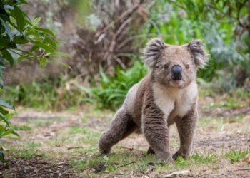 Comment vous pouvez aider les vétérinaires et les sauvetages d’animaux sauvages à sauver des animaux en Australie