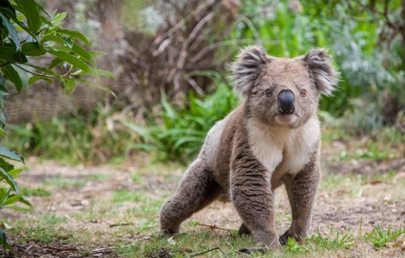 Comment vous pouvez aider les vétérinaires et les sauvetages d’animaux sauvages à sauver des animaux en Australie