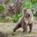 Comment vous pouvez aider les vétérinaires et les sauvetages d’animaux sauvages à sauver des animaux en Australie