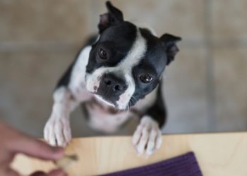 Conseils pour choisir un aliment pour la prise de poids du chien