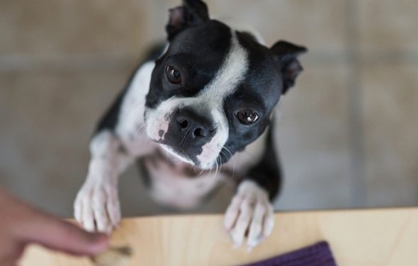 Conseils pour choisir un aliment pour la prise de poids du chien